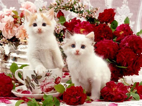 Kitten wallpaper, Pretty cats, Beautiful kittens