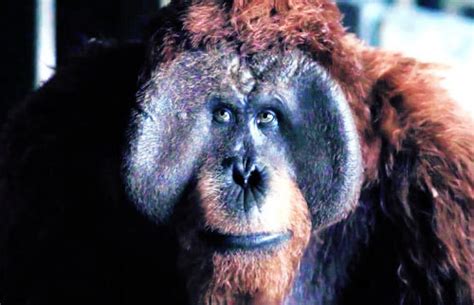 Funky MBTI in Fiction - The Planet of the Apes Trilogy: Maurice [INTP] - The Planet of the Apes ...