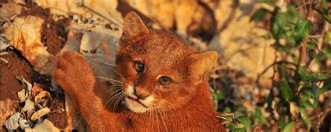 Jaguarundi: Species in World Land Trust reserves