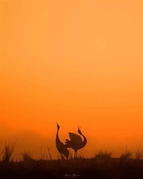 India In Pics: 10 Best Destinations for Wildlife Photography