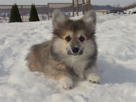 corgi border collie mix - Google Search | Corgi mix breeds, Dog heaven, Dog life