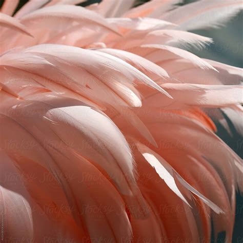 Close Up Of Vibrant Pink Flamingo Feathers by ALICIA BOCK | Pink flamingos, Flamingo, Flamingo photo