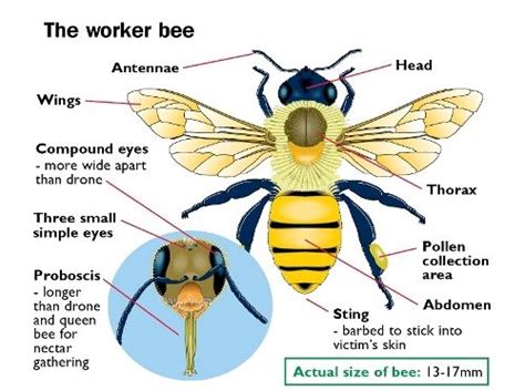 Worker bee anatomy