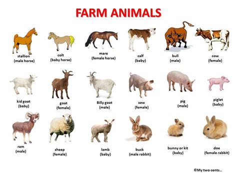 Farm animals | Mind Map