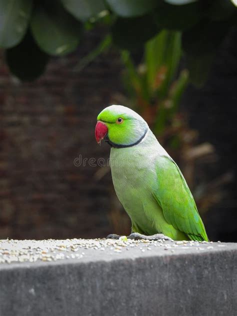 Angry Parrot stock image. Image of parrot, perch, shouting - 16558939