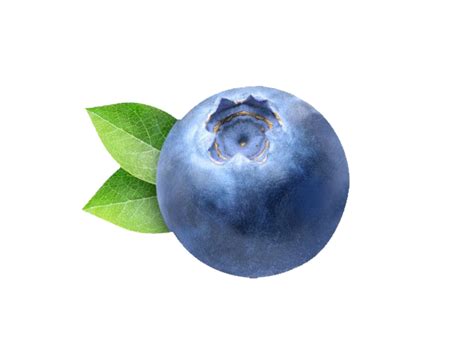 Blueberry PNG Clipart | PNG All