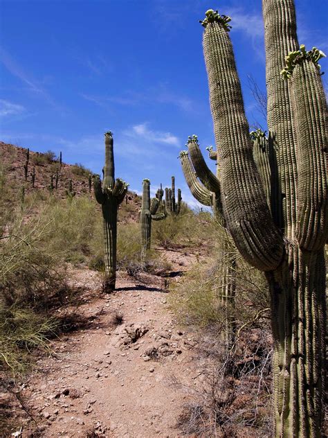 Desert Cactus Landscape - Free photo on Pixabay - Pixabay