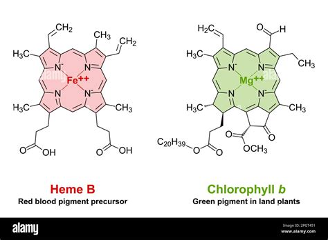 Heme and chlorophyll similarities in chemical structure. A plane porphyrin ring with 4 nitrogen ...