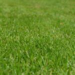 Pitch Maintenance - The Landscaper Magazine