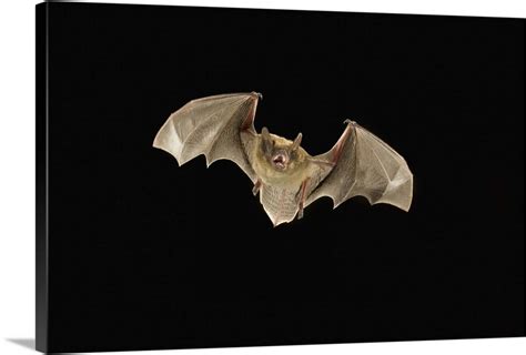 Little Brown Bat (Myotis occultus) flying at night, Coconino National Forest, Arizona Wall Art ...