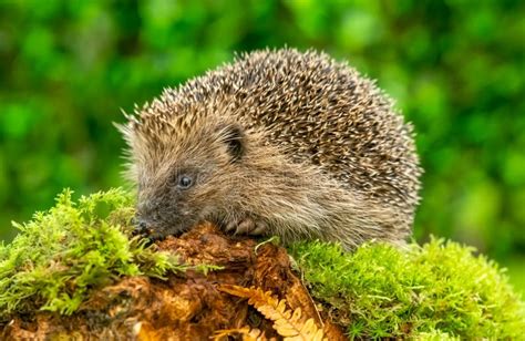 Hedgehog Foraging in Natural Woodland Habitat Stock Image - Image of ...