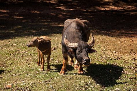 Water Buffalo With Enormous Horns Found In Domestic Settings Bubalus Bubalis Photo Background ...