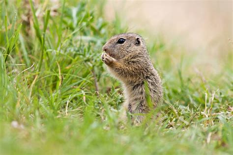 60+ Funny Squirrel Eating Corn Stock Photos, Pictures & Royalty-Free Images - iStock