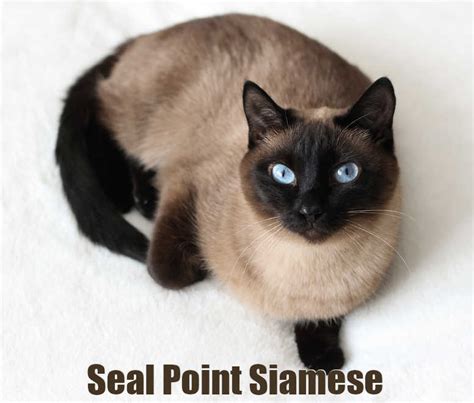 14 Facts About Seal Point Siamese Cats + Picture Gallery - Cat-World