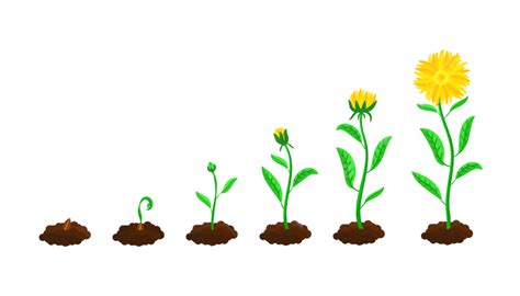 Stages Of Flower Sowing And Growing, Illustration, Collection, Sowing PNG and Vector with ...