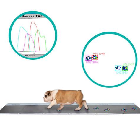 Animal Gait Analysis | Tekscan