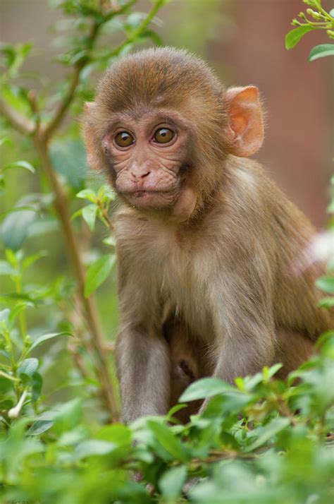 Rhesus Monkey Baby, Monkey Temple Photograph by Inger Hogstrom - Fine ...