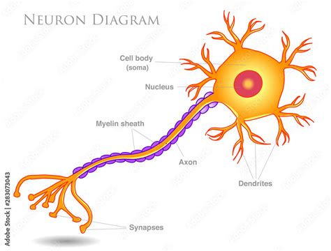 Simple Synapse Diagram