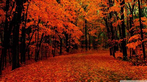 Download "A delicate walk amongst a vivid red autumn forest" Wallpaper | Wallpapers.com