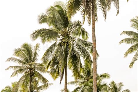 Coconut Trees stock image. Image of samoa, tropical, samoan - 94712657