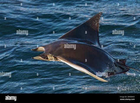 Munk's mobula ray / devilray (Mobula munkiana) leaping out of the water ...