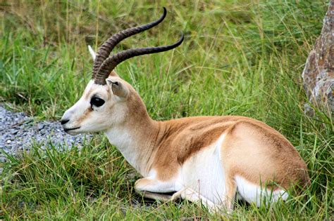 Gazelle Population Growing | Financial Tribune