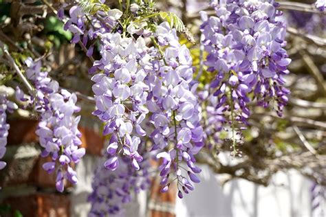 How to Grow Wisteria | Garden Design