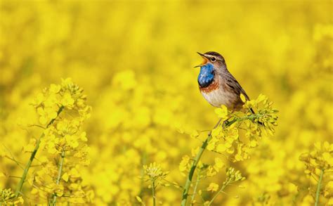 Why Do Birds Sing?