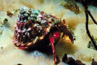 Snorkeling Near La Paz, Mexico | USA Today