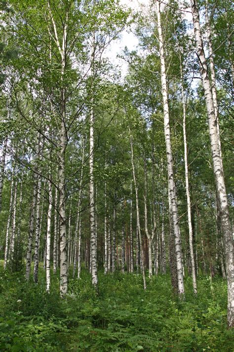 Betula pubescens | Common white birch - Van den Berk Nurseries