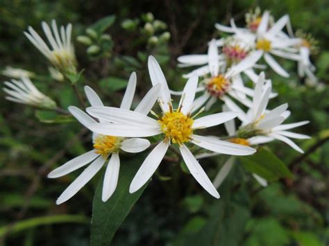 White Wood Aster - A Shade-Tolerant Wildflower Native to Eastern North ...