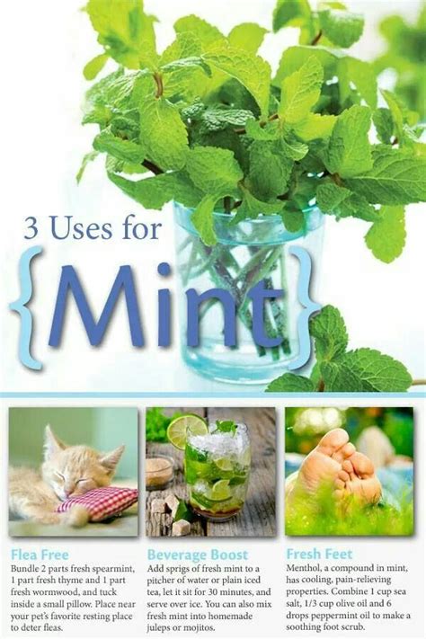 Uses for Mint Mint Plant Uses, Mint Plants, Mother Earth Living, Mint ...