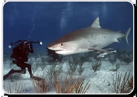 Tiger Shark Facts: Habitat ,Behavior .Diet & Human Interaction - SharkSider