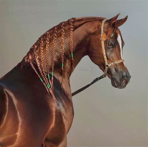 Chestnut Arabian Horse in 2024 | Arabian horse art, Arabian horse ...