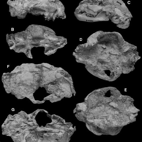 (PDF) Systematics and phylogeny of the small felines (Carnivora, Felidae) from the Late Miocene ...