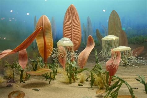 Difference Between Ediacaran Extinction and Cambrian Explosion ...