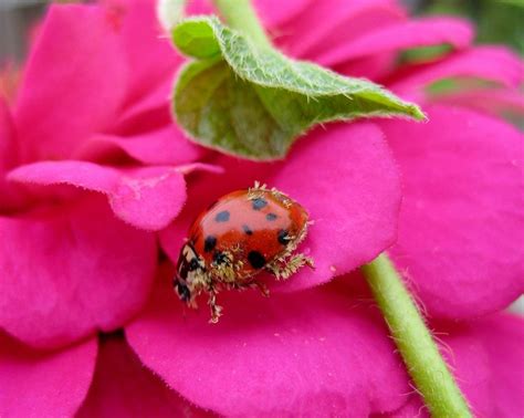 Ladybug - Gardening Photograph by Susan Carella