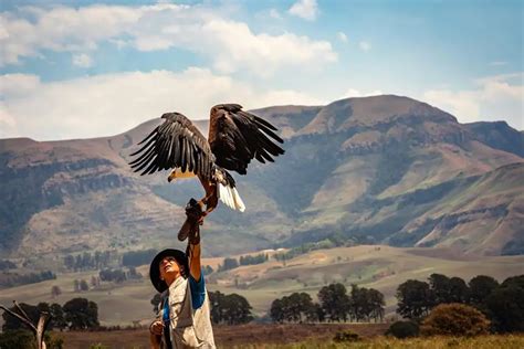 Conservation Efforts for the Philippine Eagle: How You Can Help