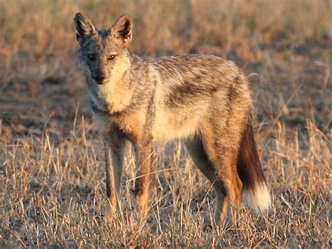 Side-striped jackal in late afternoon light