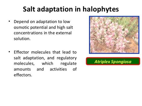 Salt tolerance in Halophytes & Glycophytes