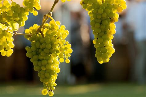 Discover the Beauty of Gouveio Grape Varietal