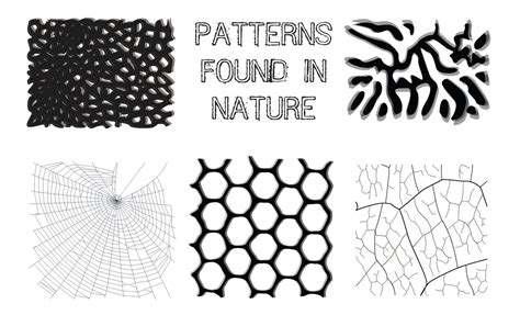 Art.D.Thireault: Patterns Found in Nature