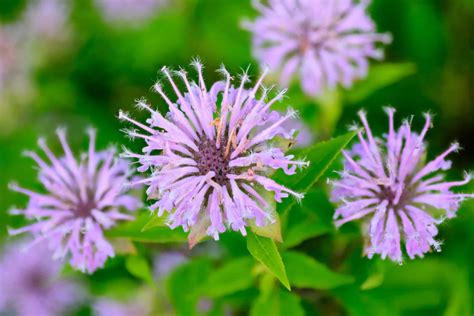 Bee Balm Seeds: How to Grow This Pollinator Favorite - A-Z Animals