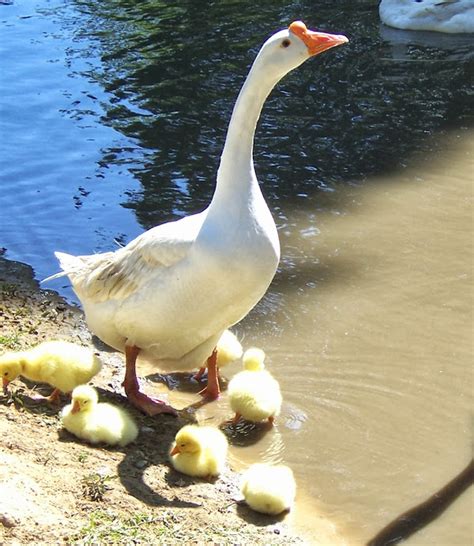 Best Egg Laying Geese Breeds