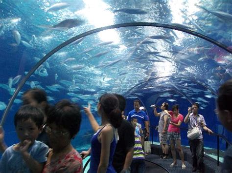 Shanghai Ocean Aquarium - 2018 All You Need to Know Before You Go (with PHOTOS) - TripAdvisor