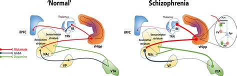 Frontiers | Dysregulation of Midbrain Dopamine System and the Pathophysiology of Schizophrenia