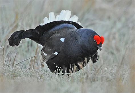 Brian Rafferty...Wildlife Photographer: Black Grouse.....The Lek