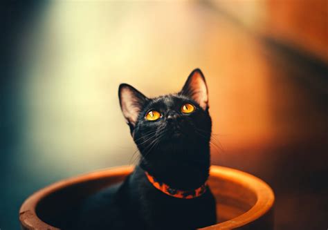 Bombay Cat Personality Traits: How Do Bombay Cats Act?