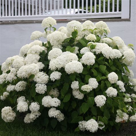 'Annabelle' Smooth Hydrangea | Great Garden Plants