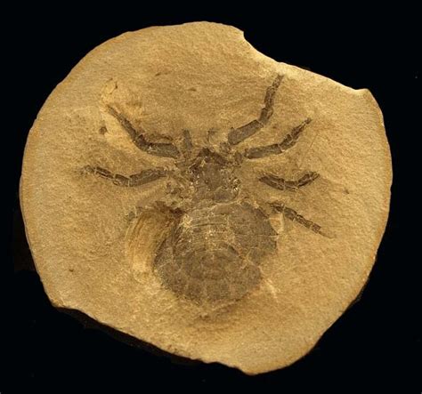 a fossil with a spider on it